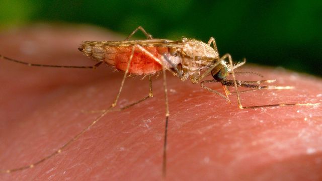 7th malaria case confirmed in Florida