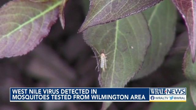 West Nile virus detected in mosquitoes tested from Wilmington area