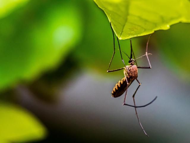 蚊に刺されないように予防し、治療する方法