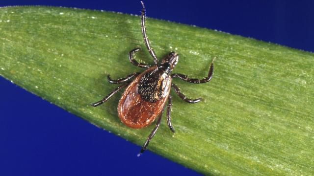 FILE - This undated file photo provided by the U.S. Centers for Disease Control and Prevention (CDC) shows a blacklegged tick, also known as a deer tick, a carrier of Lyme disease. U.S. Lyme disease cases jumped nearly 70% in 2022, according to a report released by the Centers for Disease Control and Prevention on Thursday, Feb. 15, 2024. But health officials say it’s due to a change in reporting requirements, and not an explosion of new infections. (CDC via AP, File) FILE - This undated file photo provided by the U.S. Centers for Disease Control and Prevention (CDC) shows a blacklegged tick, also known as a deer tick, a carrier of Lyme disease. U.S. Lyme disease cases jumped nearly 70% in 2022, according to a report released by the Centers for Disease Control and Prevention on Thursday, Feb. 15, 2024. But health officials say it’s due to a change in reporting requirements, and not an explosion of new infections. (CDC via AP, File)