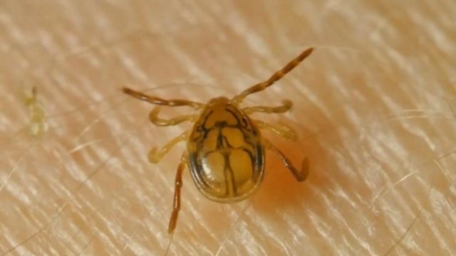 New pill could keep people safe from tick-borne illnesses like Lyme Disease
