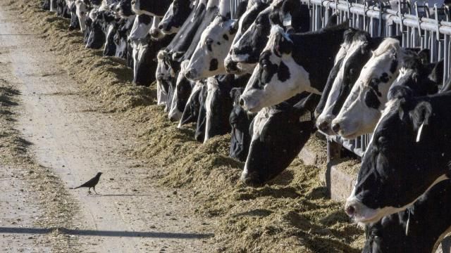 FILE - Dairy cattle feed at a farm on March 31, 2017, near Vado, N.M. The U.S. Department of Agriculture said Monday, March 25, 2024, that milk from dairy cows in Texas and Kansas has tested positive for bird flu. (AP Photo/Rodrigo Abd, File) FILE - Dairy cattle feed at a farm on March 31, 2017, near Vado, N.M. The U.S. Department of Agriculture said Monday, March 25, 2024, that milk from dairy cows in Texas and Kansas has tested positive for bird flu. (AP Photo/Rodrigo Abd, File)
