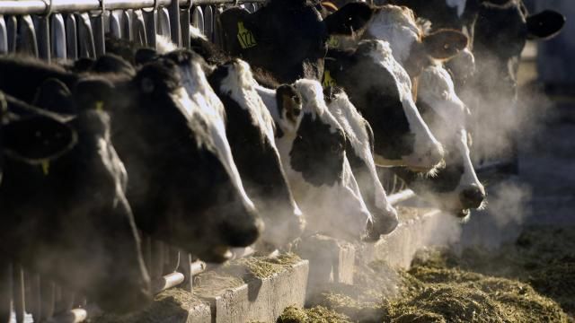 FILE - A line of Holstein dairy cows feed through a fence at a dairy farm in Idaho on March 11, 2009. As of April 11, 2024, a strain of the highly pathogenic avian influenza, or HPAI, that has killed millions of wild birds in recent years has been found in at least 24 dairy cow herds in eight U.S. states: Texas, Kansas, New Mexico, Ohio, Idaho, Michigan and North Carolina and South Dakota. (AP Photo/Charlie Litchfield, File) FILE - A line of Holstein dairy cows feed through a fence at a dairy farm in Idaho on March 11, 2009. As of April 11, 2024, a strain of the highly pathogenic avian influenza, or HPAI, that has killed millions of wild birds in recent years has been found in at least 24 dairy cow herds in eight U.S. states: Texas, Kansas, New Mexico, Ohio, Idaho, Michigan and North Carolina and South Dakota. (AP Photo/Charlie Litchfield, File)