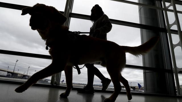 FILE - A trainer walks with a service dog through the Terminal C at Newark Liberty International Airport while taking part of a training exercise, Saturday, April 1, 2017, in Newark, N.J. All dogs coming into the U.S. from other countries must be at least 6 months old and microchipped, according to new government rules published Wednesday, May 8, 2024. The new rules were prompted by concerns about dogs coming from countries where rabies is common, and applies to dogs brought in by breeders or rescue groups as well as pets traveling with their U.S. owners. (AP Photo/Julio Cortez, File) FILE - A trainer walks with a service dog through the Terminal C at Newark Liberty International Airport while taking part of a training exercise, Saturday, April 1, 2017, in Newark, N.J. All dogs coming into the U.S. from other countries must be at least 6 months old and microchipped, according to new government rules published Wednesday, May 8, 2024. The new rules were prompted by concerns about dogs coming from countries where rabies is common, and applies to dogs brought in by breeders or rescue groups as well as pets traveling with their U.S. owners. (AP Photo/Julio Cortez, File)