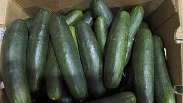 FILE - This undated photo provided by the U.S. Food and Drug Administration shows cucumbers recalled for salmonella. (U.S. Food and Drug Administration via AP)