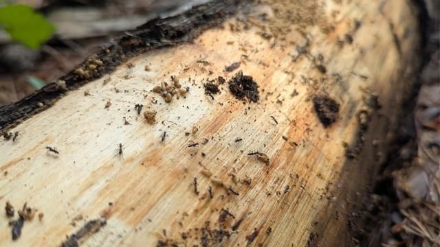 Courtesy: Christopher Hayes, NC State Structural Pest Management 