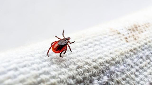 **This image is for use with this specific article only** A female deer tick crawls along a piece of canvas used to sweep the forest floor at the Norma Johnson Center in Dover Township, Ohio, in 2023.
