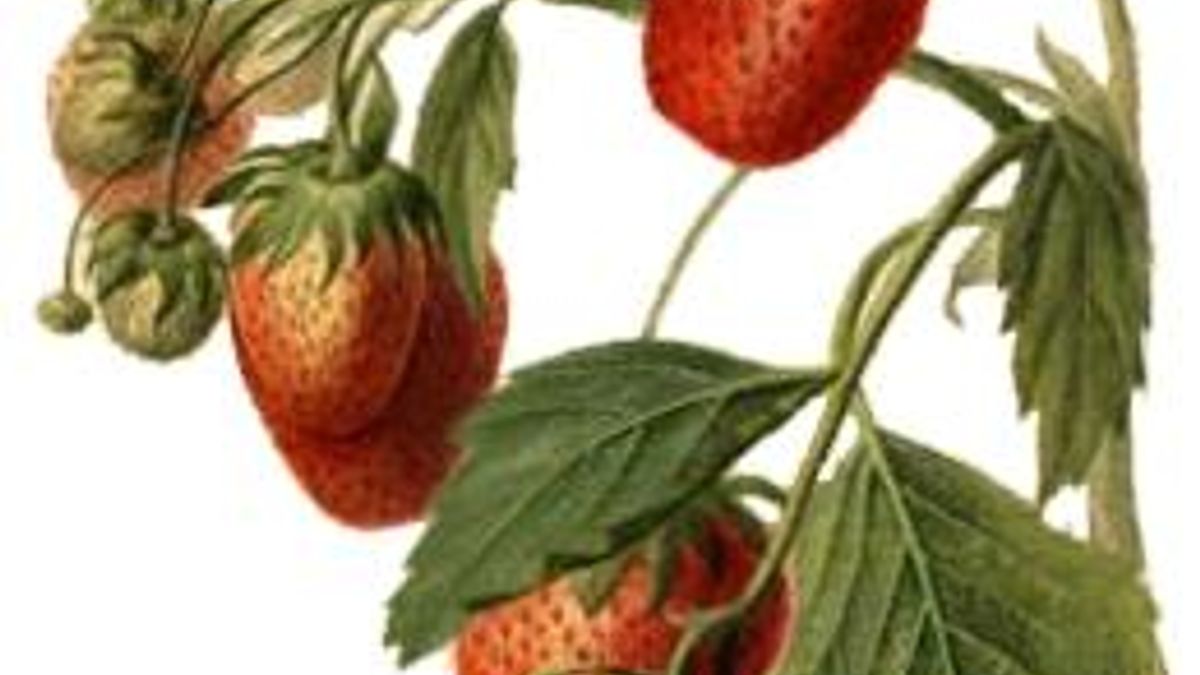 Strawberries