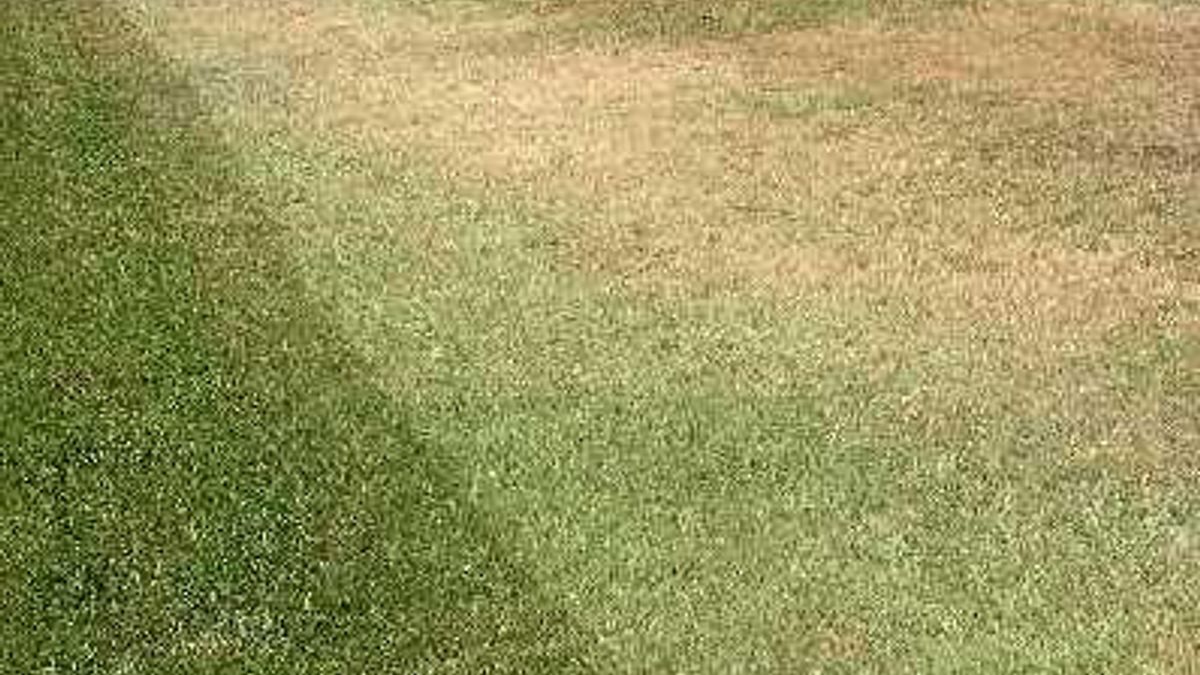 Dormant Lawn
