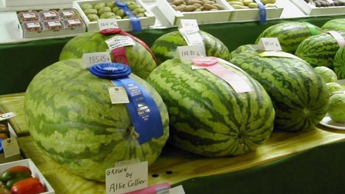 watermelon