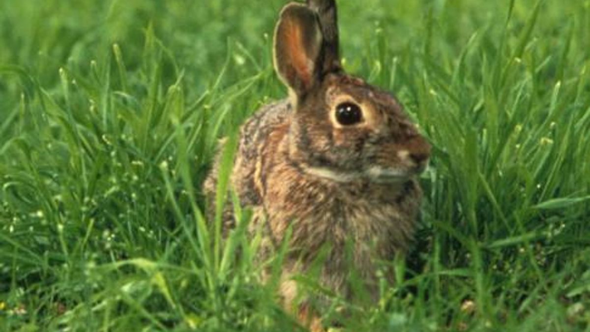 Rabbit