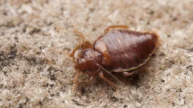 Don't bring bed bugs home from summer vacation