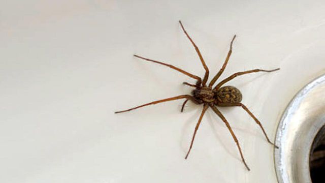 Debunked: 7 creepy myths about spiders