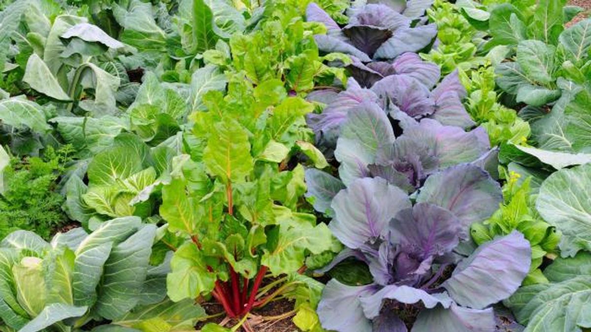 Winter Vegetable Garden