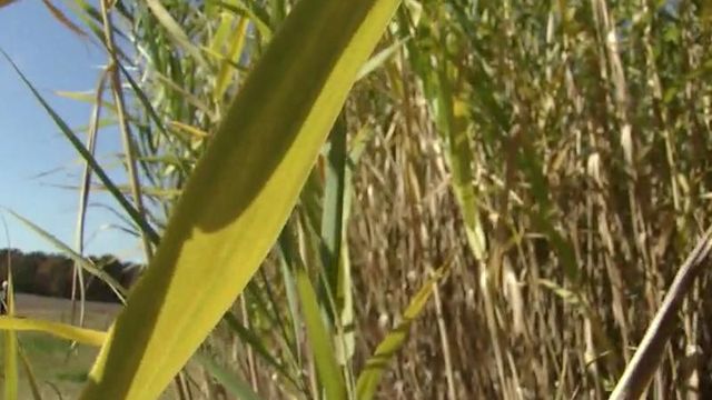State studying fast-growing plant for biofuel