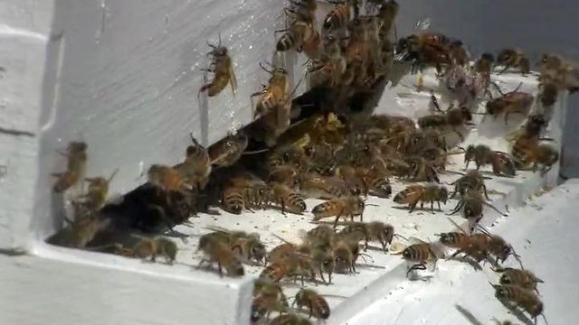 Pesticide could be to blame for collapsing bee colonies