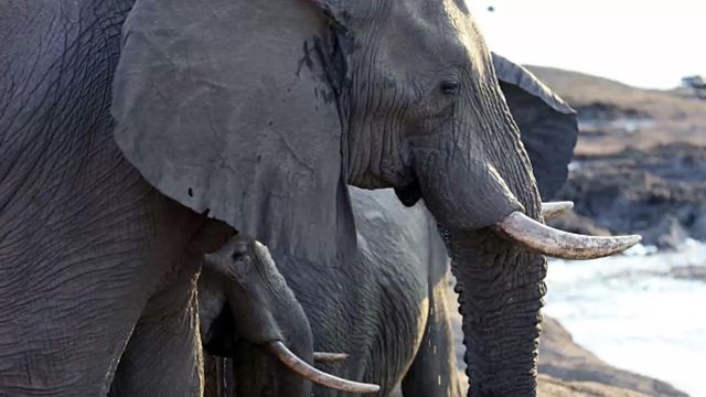 Dying elephant gets fatal revenge on hunter