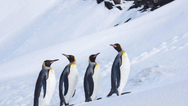 King penguins could be extinct by end of century