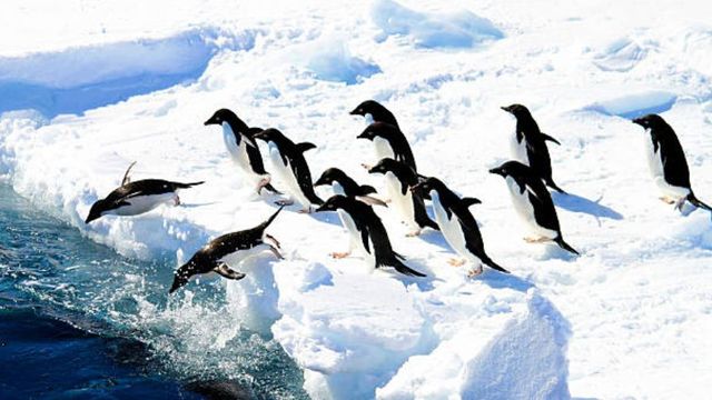 Island is home to 1.5 million penguins (and not much else)