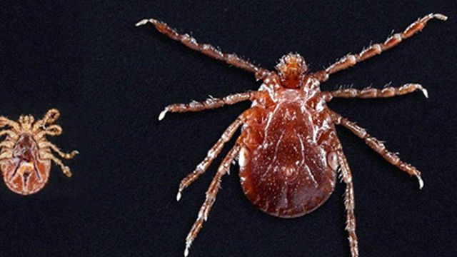 5 On Your Side: Alpha-gal syndrome is tick-borne disease that's becoming growing threat