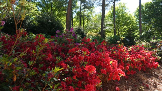 Enjoy 4 minutes of Zen with an aerial view of the WRAL Azalea Gardens