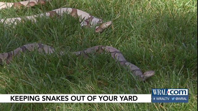 Experts: How to keep snakes out of your yard