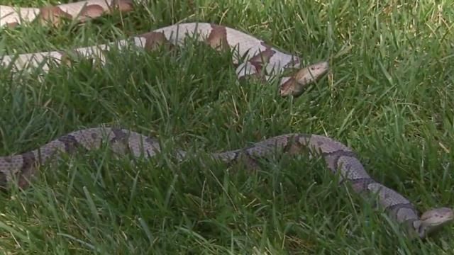 Experts: How to keep snakes out of your yard