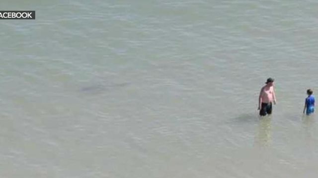 Marine experts: Watch for sharks where birds are active