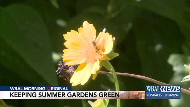 Pro: How to keep your garden green this summer