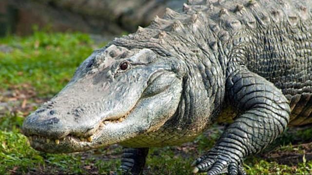 ICYMI: Gator scales fence