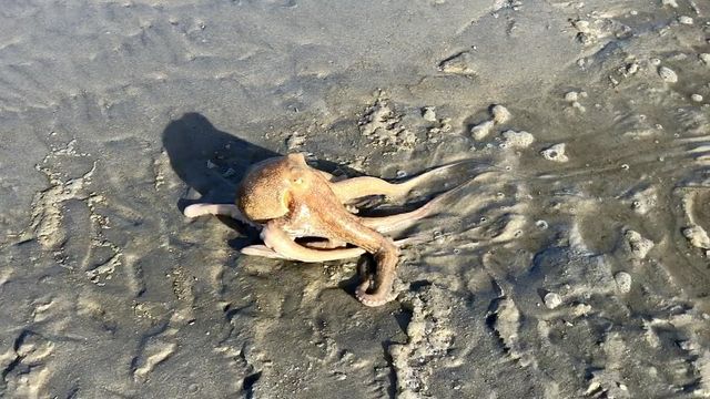 Caught on camera: Octopus visits Topsail sandbar
