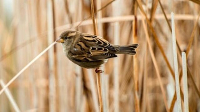 North America's bird population has plummeted