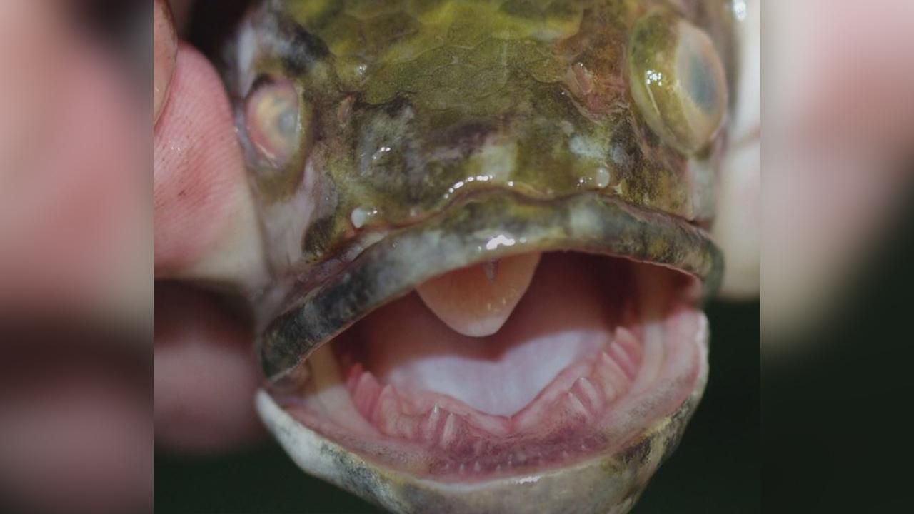 Snakehead fish that can survive on land must be killed, Georgia officials  say