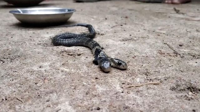 Two-headed snake strays into Indian village