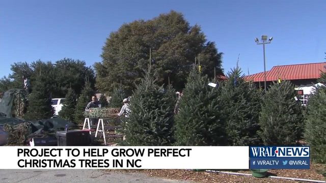 Famers eye genetics to grow Christmas trees