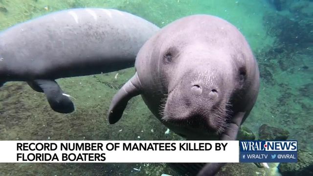 Florida boaters threaten manatees
