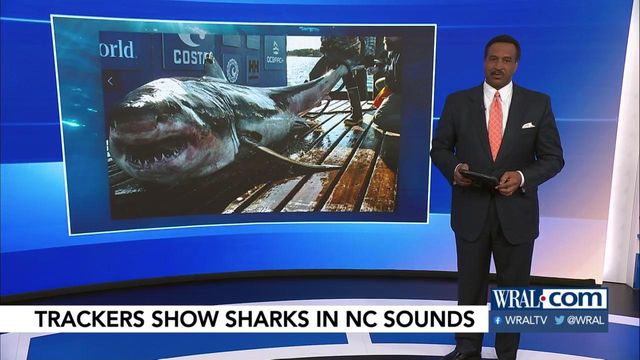 Trackers show sharks in NC sounds