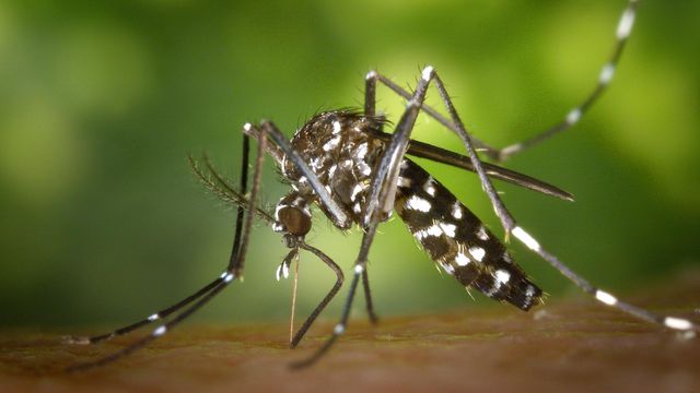 Tips to keep mosquitoes from bugging you this summer