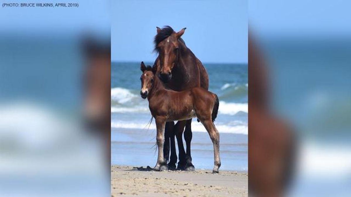 Corolla horse chokes on apple, dies