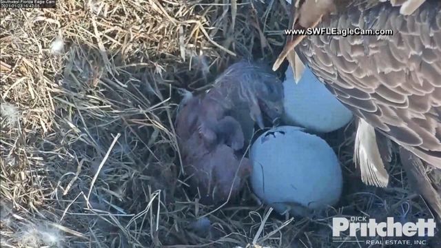 Eagle chicks make debut on webcam