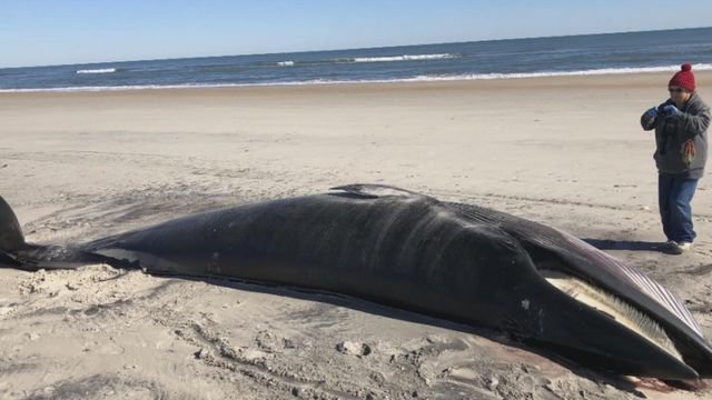 Remains from whale on Cape Lookout will be used for education