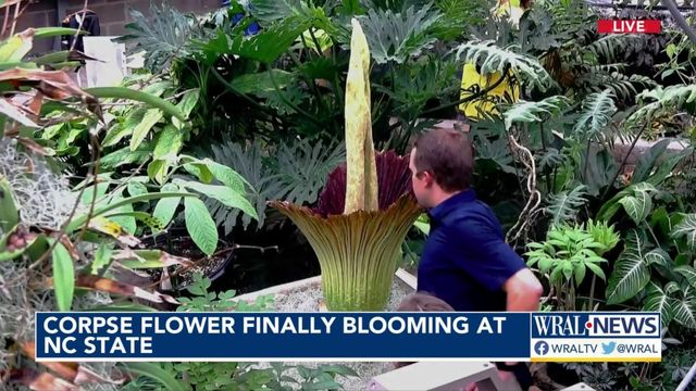 Timelapse: Rare smelly flower blooms at NC State