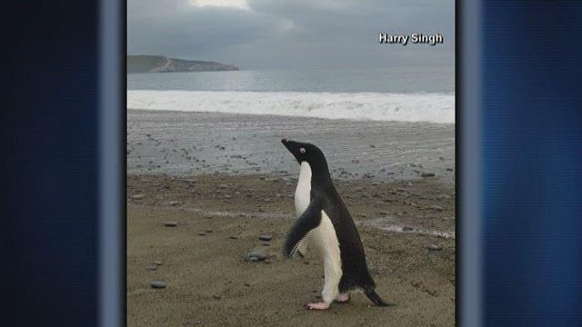 Antarctic penguin finds its way to New Zealand 3,000 miles away