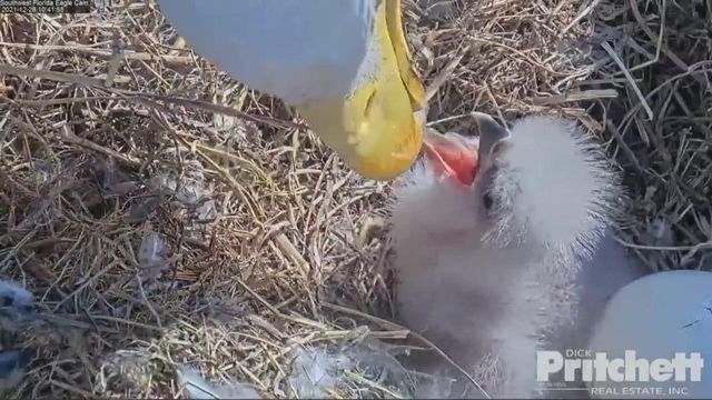 Incredible: Bald eagle feeds baby while 2nd egg hatches 