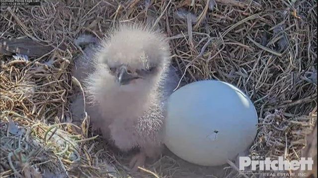 Adorable baby eaglets hatch in southwest Florida