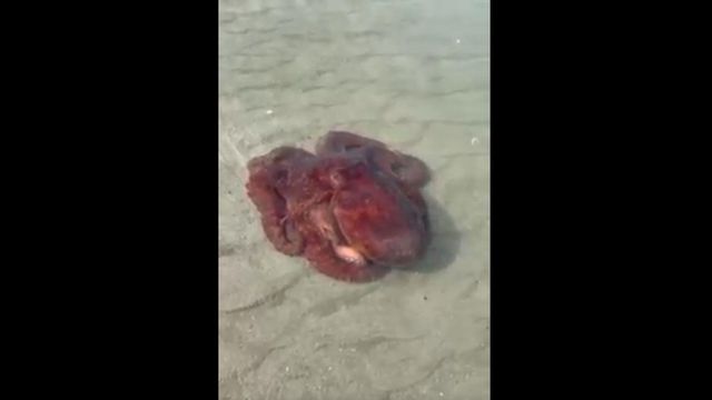 Octopus caught on camera swiming up to the surface in North Myrtle Beach 