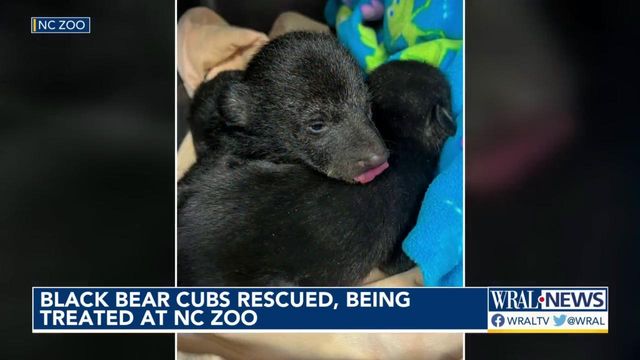 NC Zoo welcomes black bear cubs from mountains