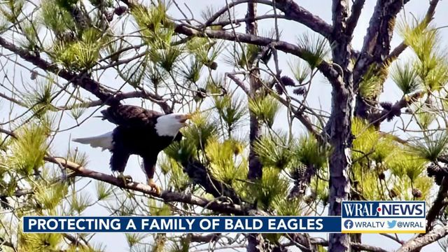 Retired vet keeps vigil to protect Jordan Lake's bald eagles