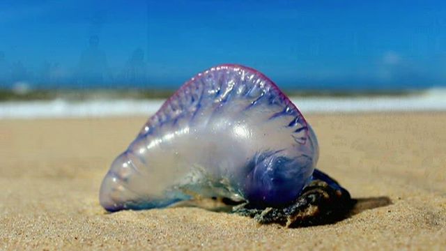 Portuguese Man O' Wars more active along beaches as summer nears