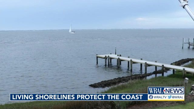 How living shorelines protect the NC coast